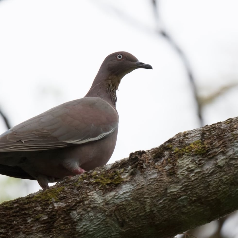 La paloma sabanera fue incluida en el listado de especies en peligro de extinción en 1970. Fotografía por Frédéric Pelsy.