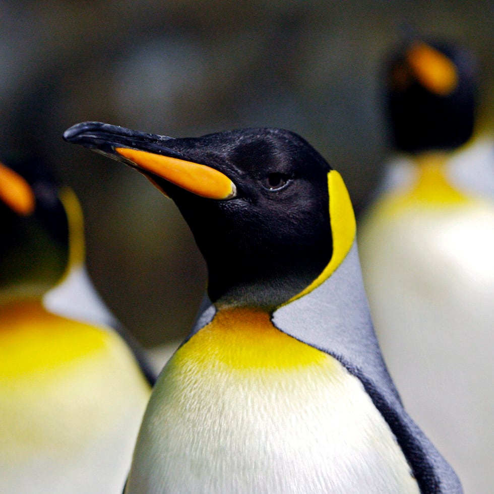 Varios pingüinos emperadores, en una fotografía de archivo.