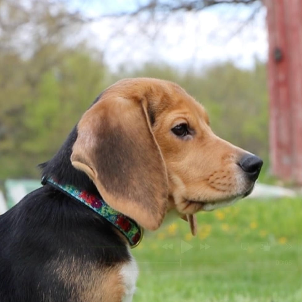 Big Dog Ranch Rescue y el Center for a Humane Economy negociaron un acuerdo confidencial para comprar los 1,500 perros por un precio no revelado a Ridglan Farms