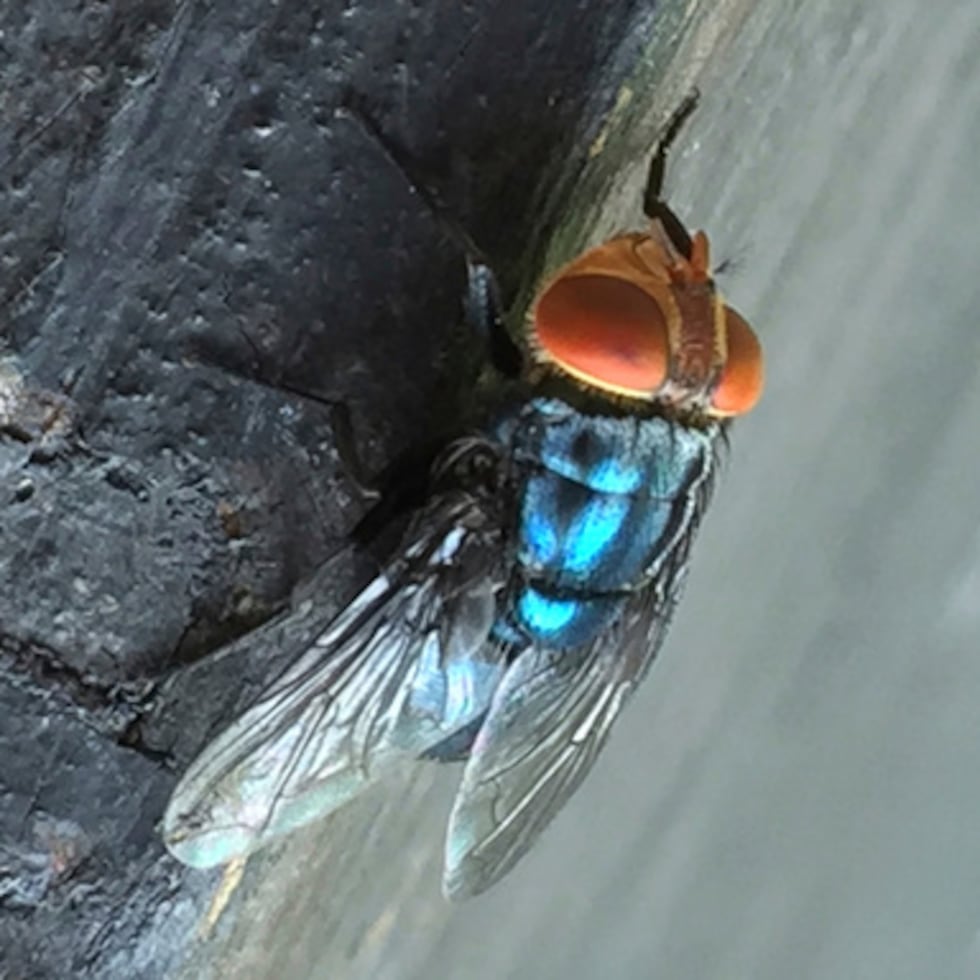 Así luce una mosca barrenadora adulta del Nuevo Mundo.