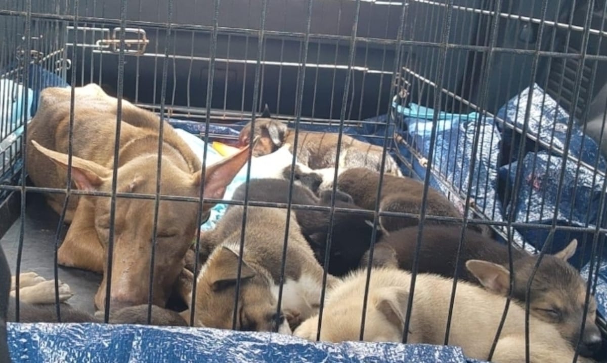 Rescatan a una perra y sus siete cachorros amarrados en residencia abandonada en Aguadilla