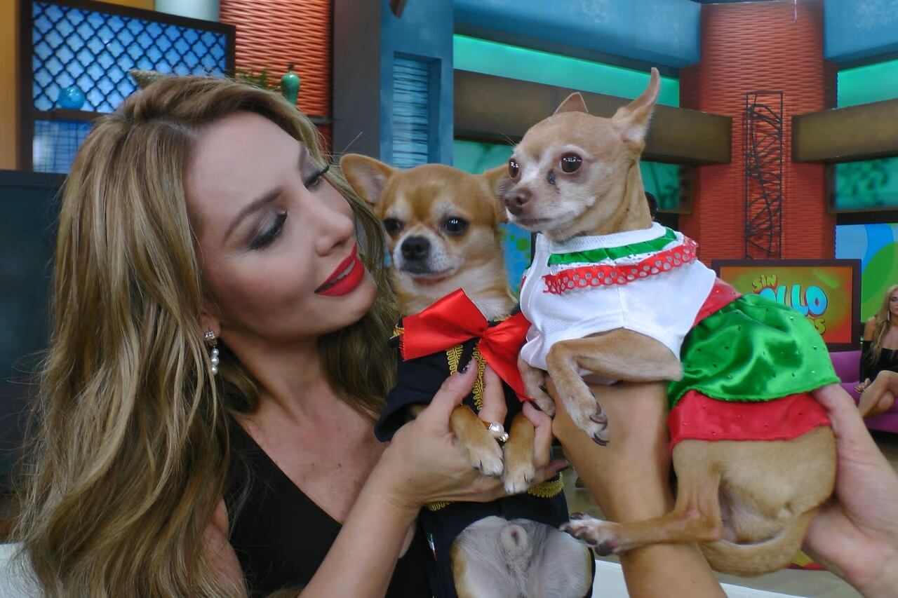 Imagen de la cobertura de: Paty Navidad despide a su perro Bruno tras más de 14 años juntos