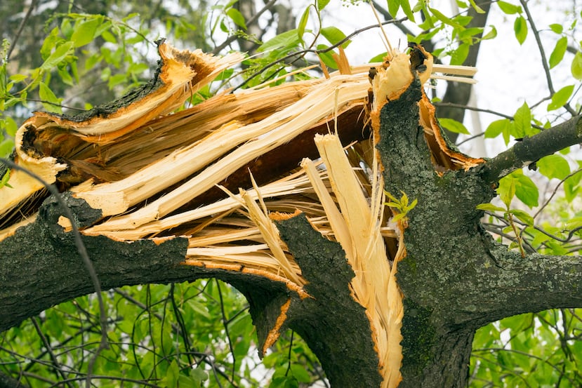 El hombre se encontraba cortando un árbol en su patio.