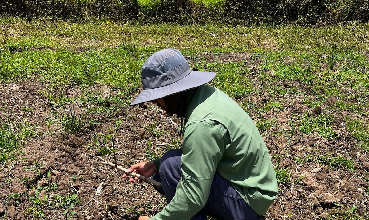 Agricultores de Puerto Rico dependen de trabajadores migrantes para sostener sus cultivos