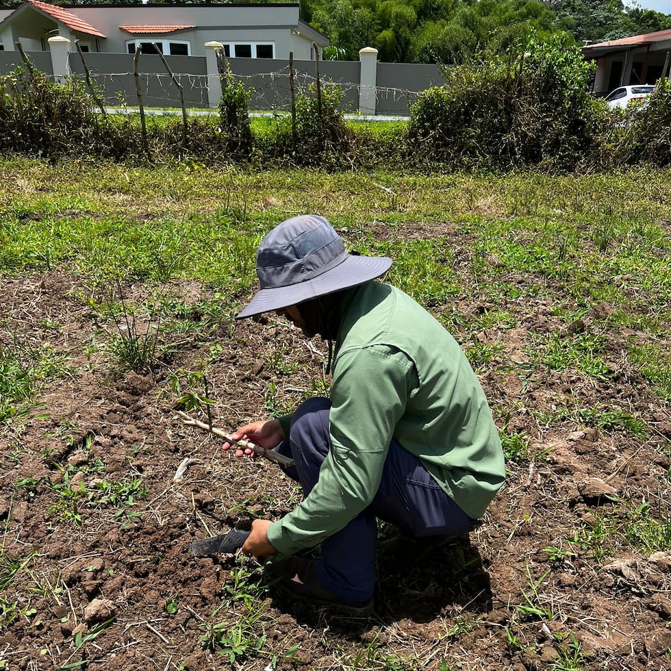 Agricultores de distintos puntos de la isla reconocieron que, si no fuera por los trabajadores migrantes, no podrían cultivar en Puerto Rico.