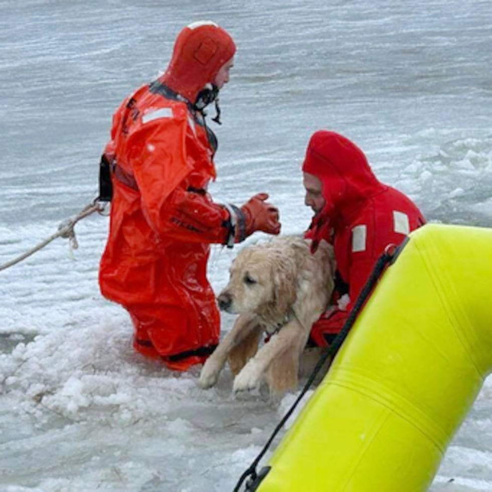 En esta foto proporcionada por el Departamento de Bomberos de Misquamicut, Phoenix, un labrador amarillo, es rescatado por los bomberos en Westerly, Rhode Island, el jueves 1 de enero de 2026, después de caer a través de hielo fino en un estanque.