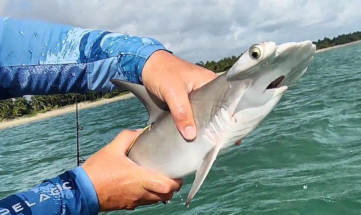 Proponen refugio marino en Cataño para proteger al tiburón martillo en peligro de extinción