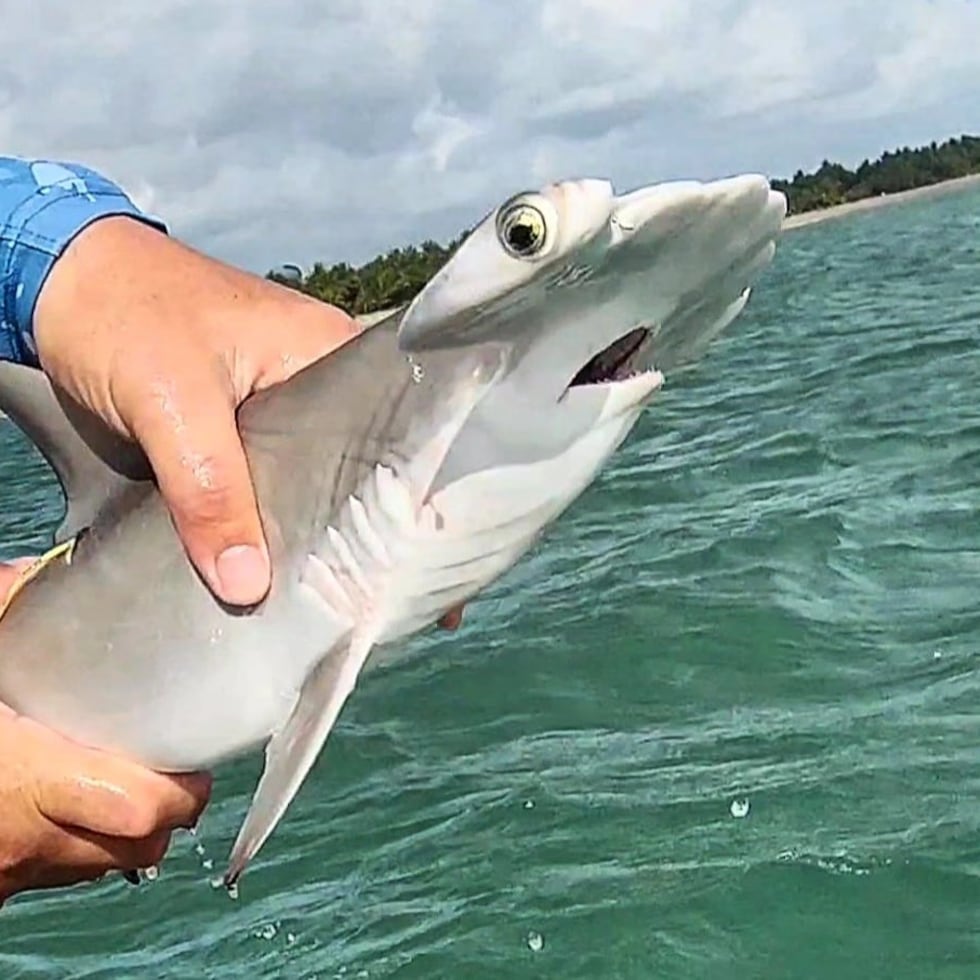 The sanctuary would be established in the Boca Vieja area of Cataño, on a reef near the fishing village, where hammerhead sharks breed.