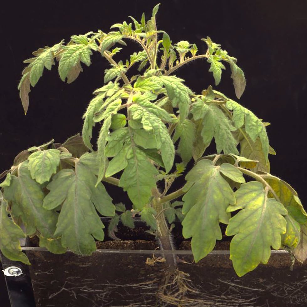 En menos de tres décadas, la humanidad deberá alimentar a 9,700 millones de bocas y tendrá que hacerlo en un planeta mucho más cálido.