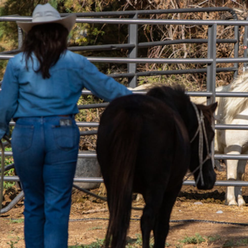 Jasmin Gómez, voluntaria del River Thunder Ranch, lleva a Blackie, una yegua de Shetland, a un corral mientras Estrella, la hija de Blackie, observa la escena, el viernes 18 de septiembre de 2026, en Anthony, Nuevo México.