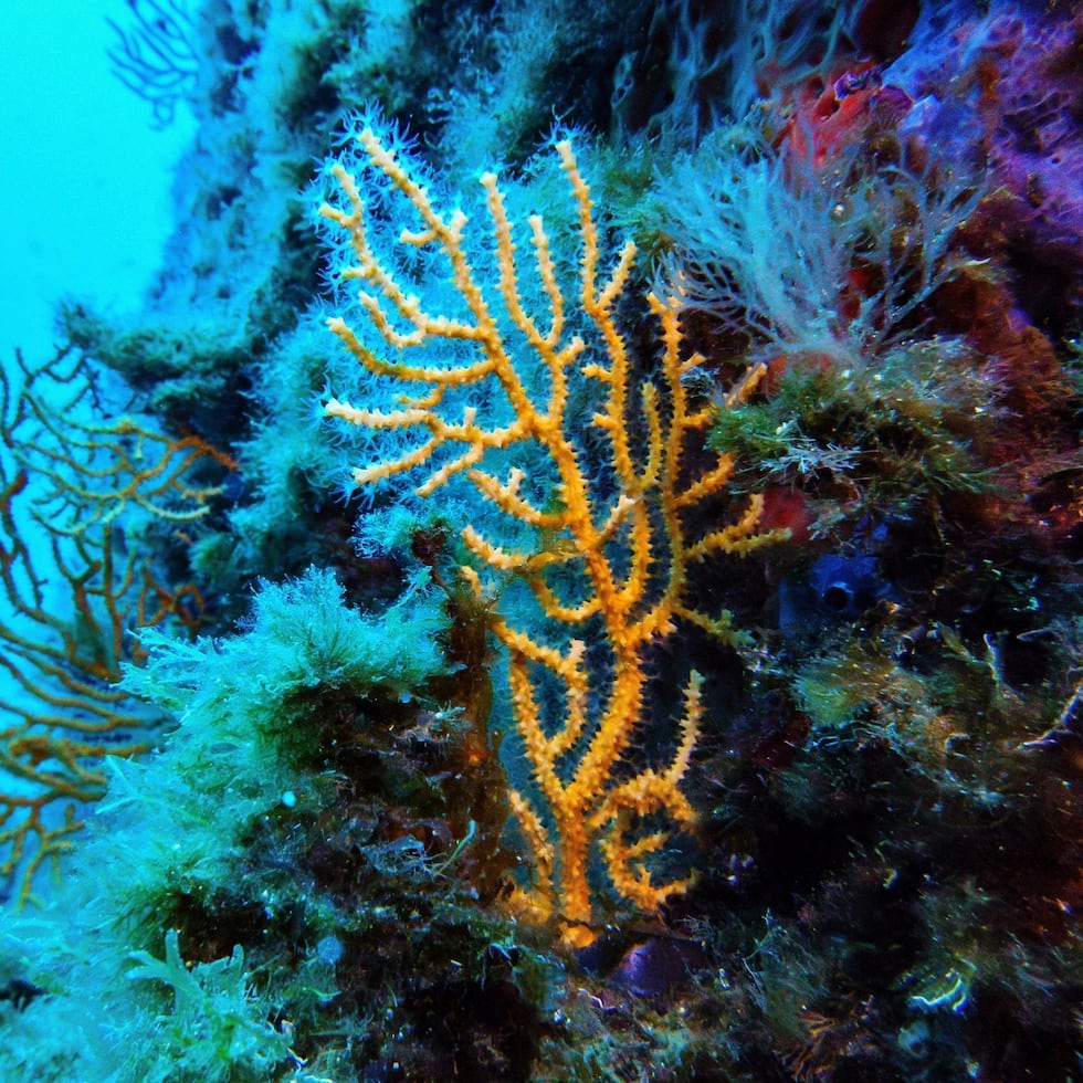 Coral, en la zona protegida del Parque Nacional de Porquerolles de Francia, en vísperas de la Conferencia de los Océanos de Naciones Unidas.