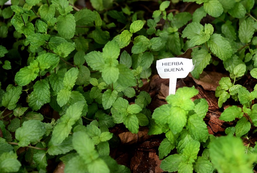 La hierbabuena donde es más utilizada es en la preparación de bebidas como infusión de hierbabuena o limonadas. (Archivo de GFR Media)