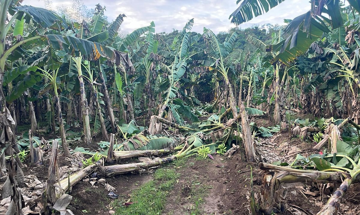 Exhortan a agricultores a adquirir seguros para sus fincas