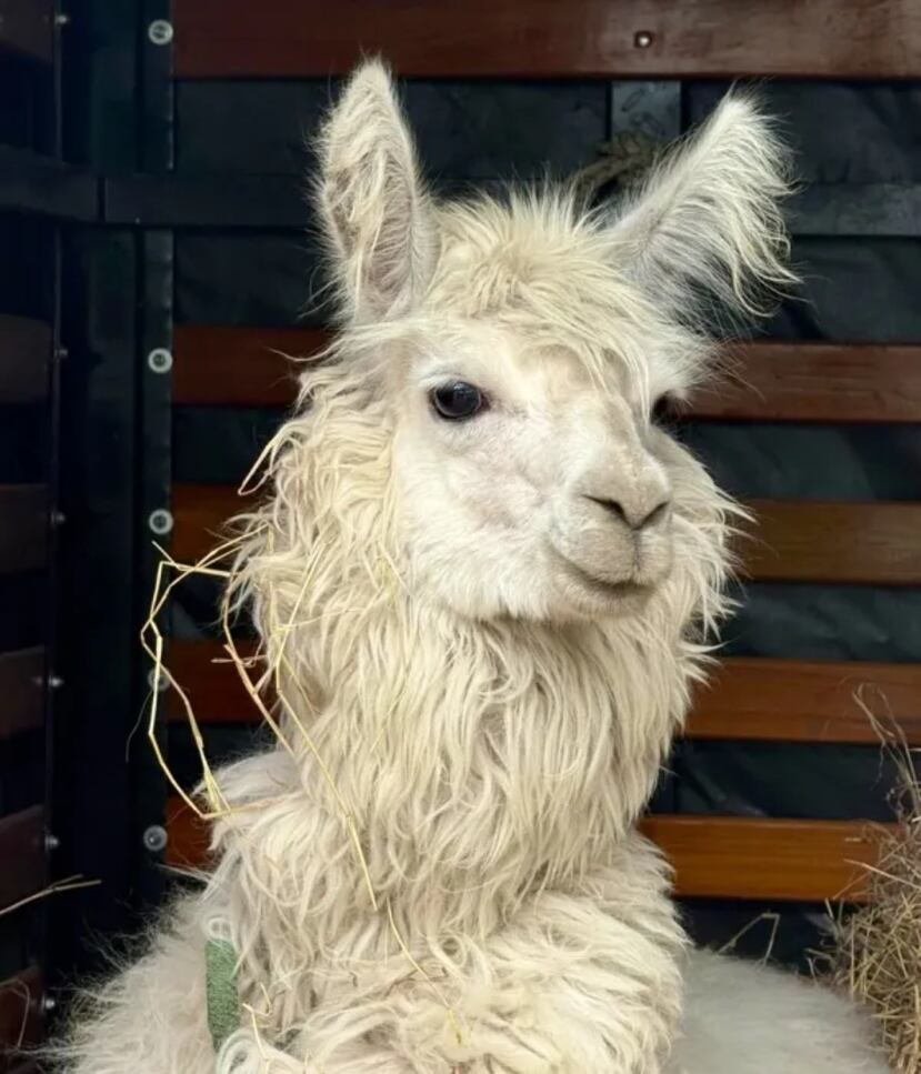 Ella es "Chacarito".