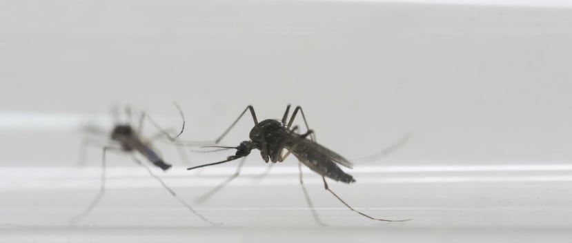 Hay ciertos repelentes que se pueden consumir como teses. (Archivo)