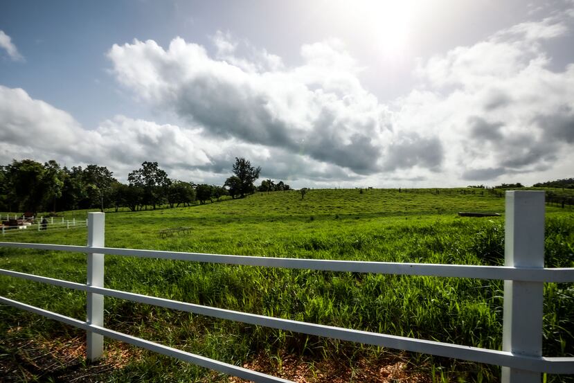 The farm is located in Pugnado Adentro, a barrio of Vega Baja.
