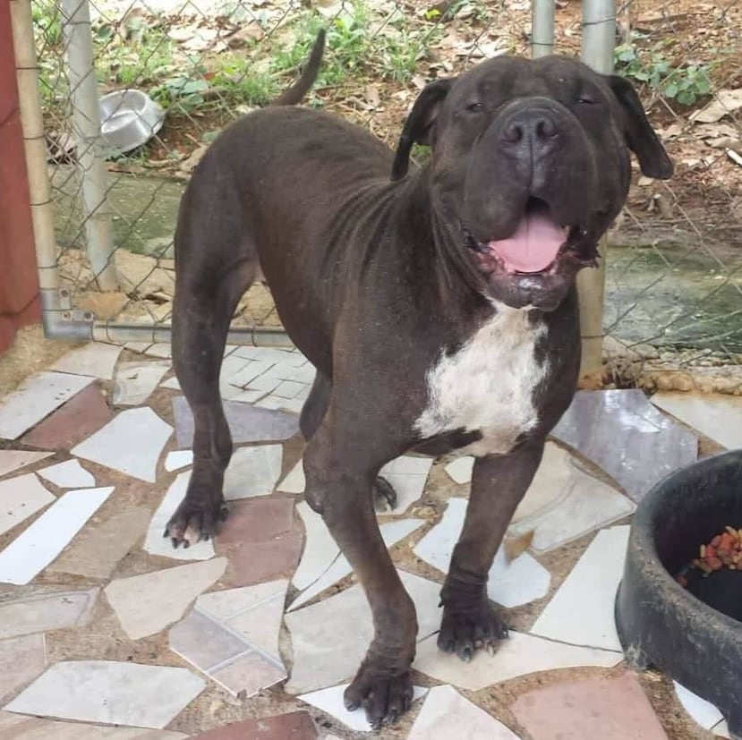 En la imagen, uno de los perros refugiados.