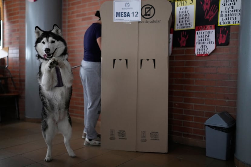 Un perro al lado de una urna de votación en Bogotá.