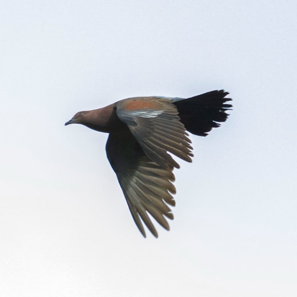 La paloma sabanera es una subespecie endémica, lo que significa que su distribución natural se limita a Puerto Rico. Fotografía por Amarilys Lebrón.