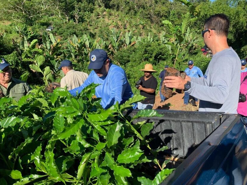 Trabajadores agricolas en la Finca Gargiulo recogiendo tomates (suministrada)
