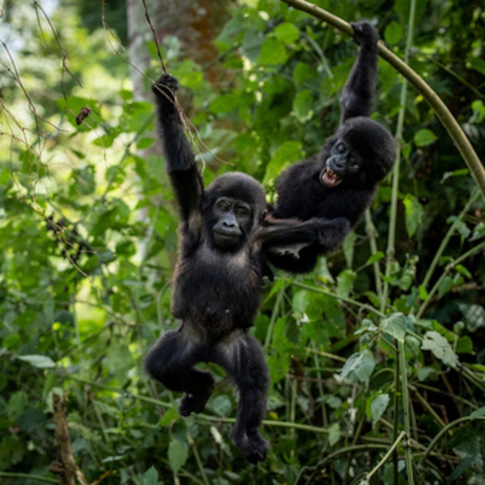 ARCHIVO - Dos gorilas de montaña de un año de edad se balancean entre las ramas mientras juegLa Autoridad de Vida Silvestre de Uganda distribuye plantones, entre los que se incluyen árboles medicinales que, de otro modo, la gente podría ir a buscar al interior del parque.