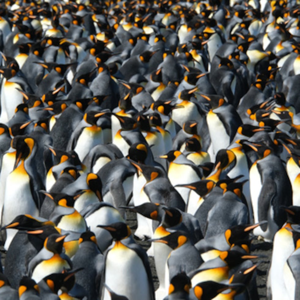 En esta foto facilitada por Gaël Bardon, parte de la colonia de pingüinos rey es visible en La Baie du Marin, Isla Possession.