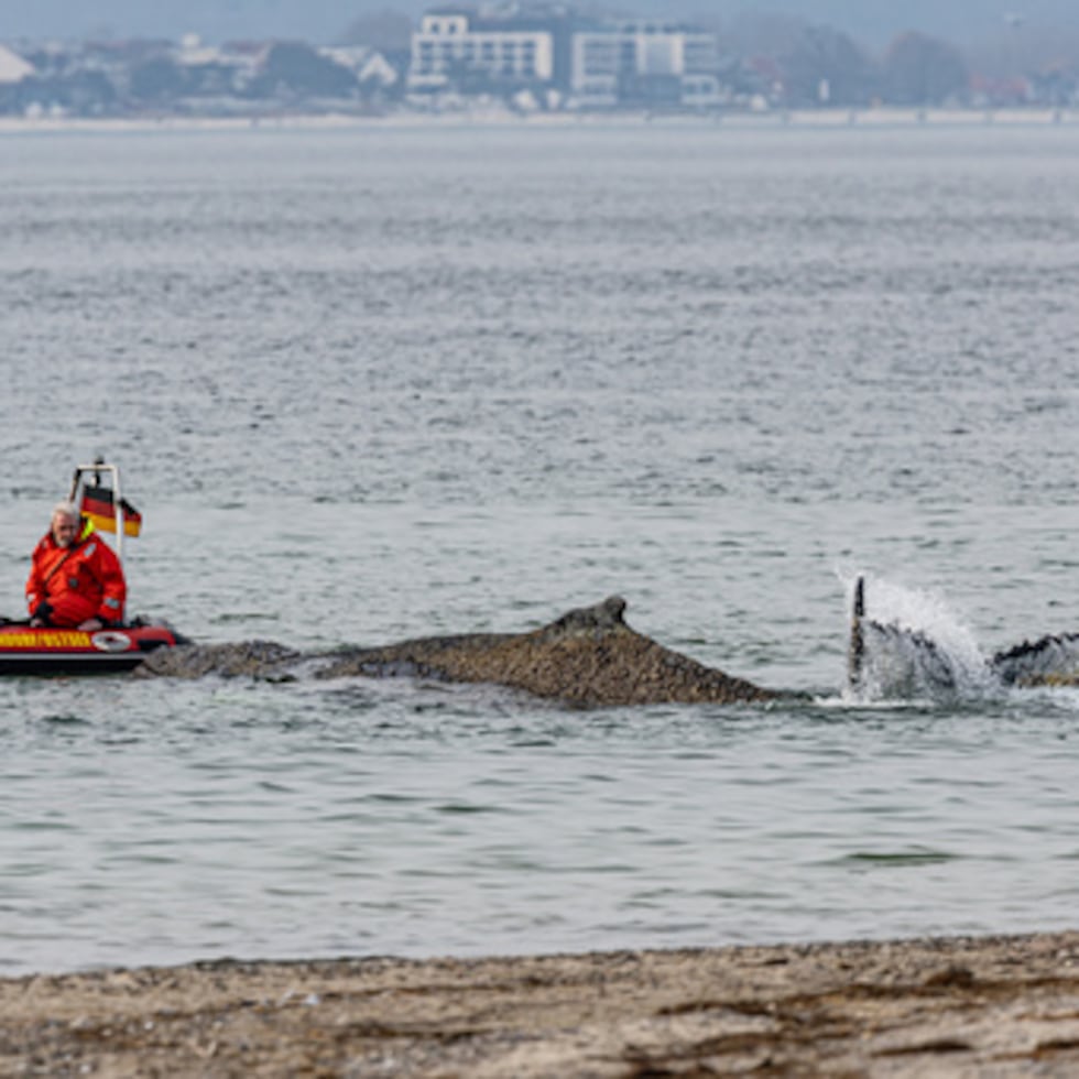 Personal del Instituto de Investigación de la Fauna Terrestre y Acuática y bomberos intentan liberar a una ballena arrastrada por la corriente en la playa de la costa báltica.