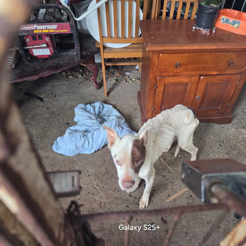 Las fotos compartidas por la Policía dan cuenta de perros, de tamaño mediano, sumamente desnutridos, a los que se le podía ver prácticamente todos los huesos.