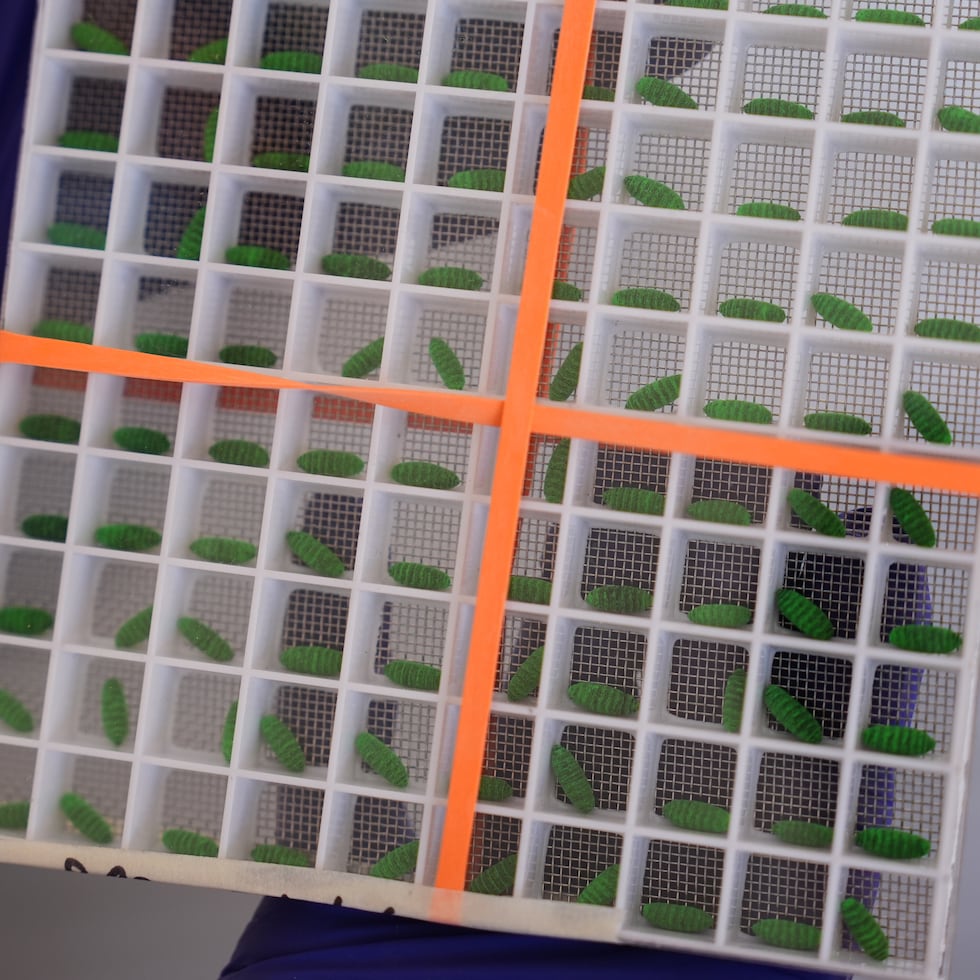 Un recipiente de prueba, con pupas de mosca teñidas, se exhibe en una instalación de producción de moscas estériles para combatir la propagación hacia el norte del gusano barrenador del Nuevo Mundo y proteger al ganado estadounidense.