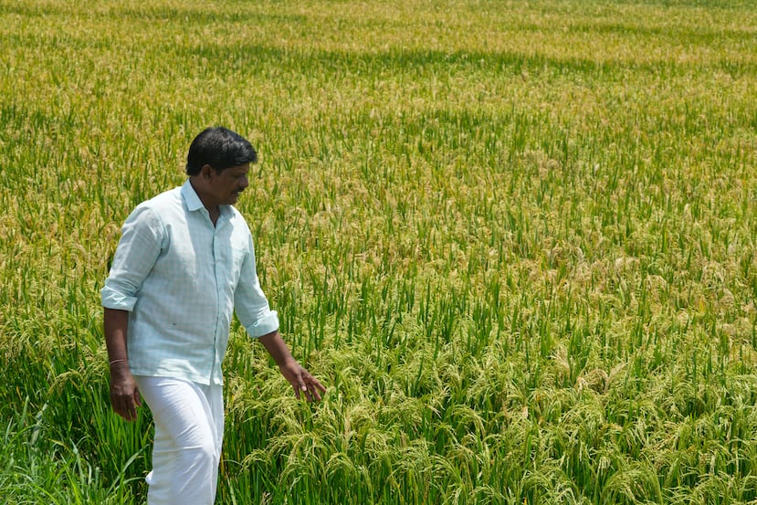 Kavali Narsimhulu, de 46 años, camina por su arrozal en India.
