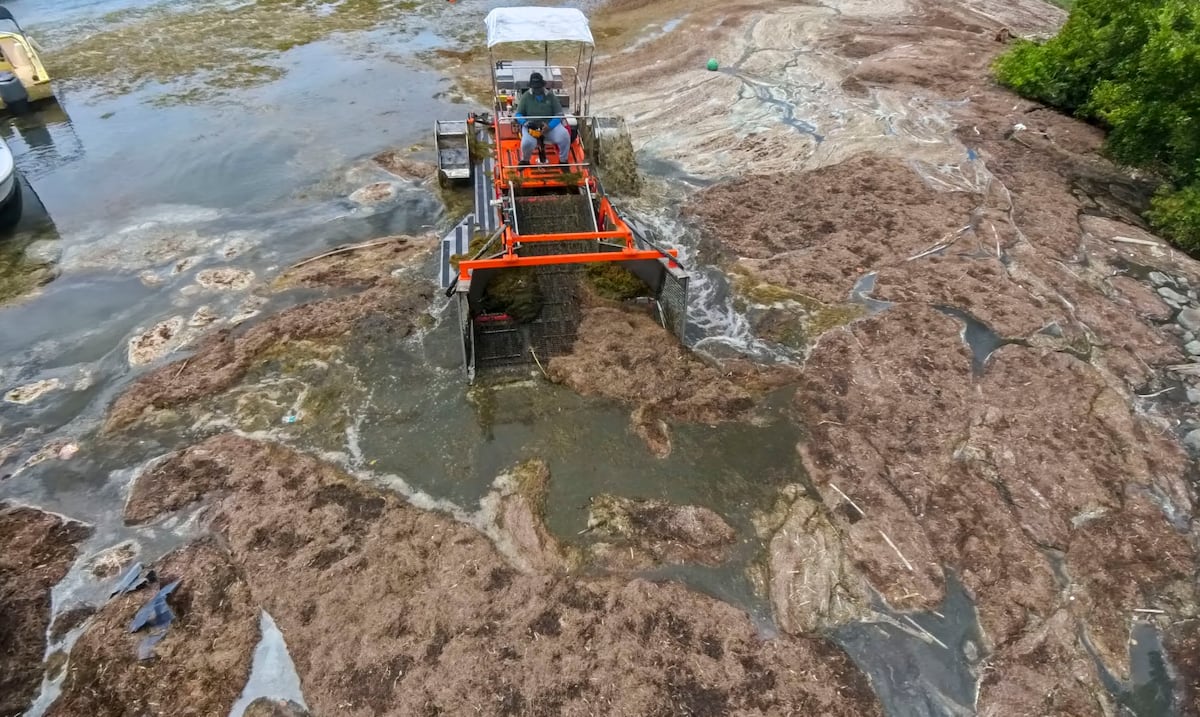 DRNA evalúa movilizar equipo a Culebra por acumulación extrema de sargazo