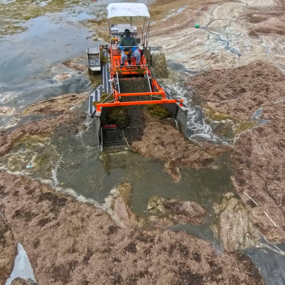 The sargassum season in the tropical Atlantic starts between April and May and lasts until late October or early November.