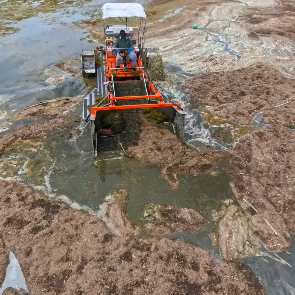 El sargazo es un tipo de alga marrón flotante que si bien provee alimento, protección, y hábitat a muchas especies marinas, su acumulación en la orilla afecta el medioambiente y el turismo.