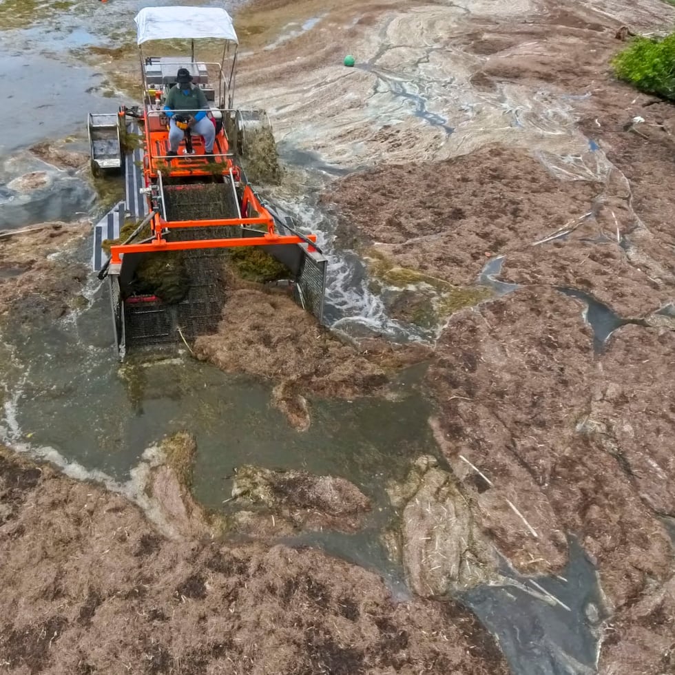 The sargassum season in the tropical Atlantic starts between April and May and lasts until late October or early November.