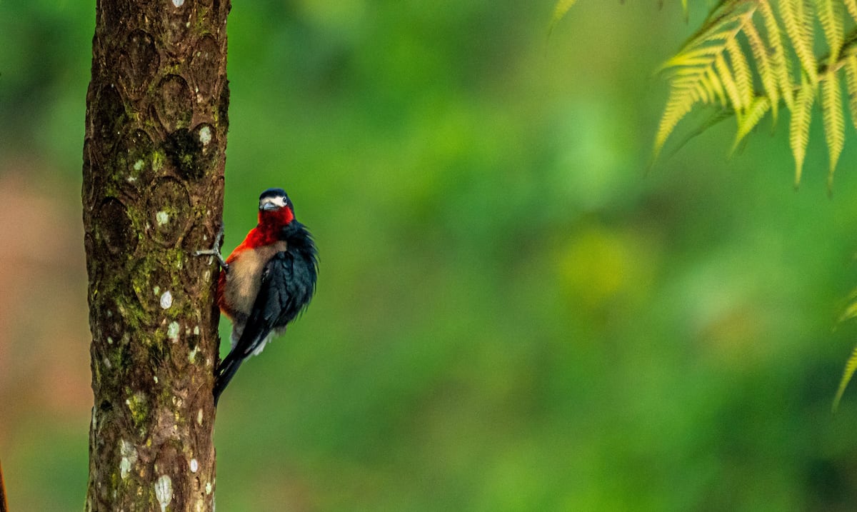 Nuevas regulaciones federales de Trump amenazan protección de especies en peligro en Puerto Rico