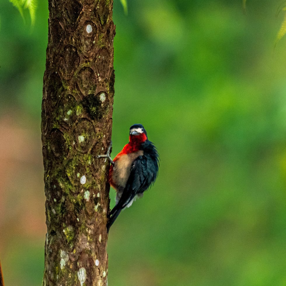 The federal Endangered Species Act prohibits the capture, hunting, and sale of endangered species, as well as the destruction of their natural habitats. Pictured here is the Puerto Rican woodpecker.