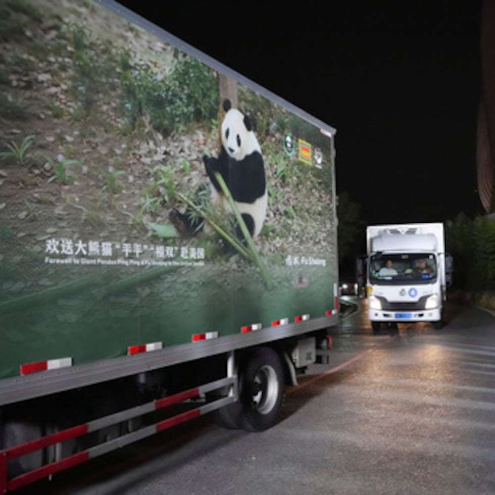 Varios vehículos trasladan a una pareja de pandas gigantes, Ping Ping y Fu Shuang, desde la Base de Investigación y Cría de Pandas Gigantes de Chengdu.