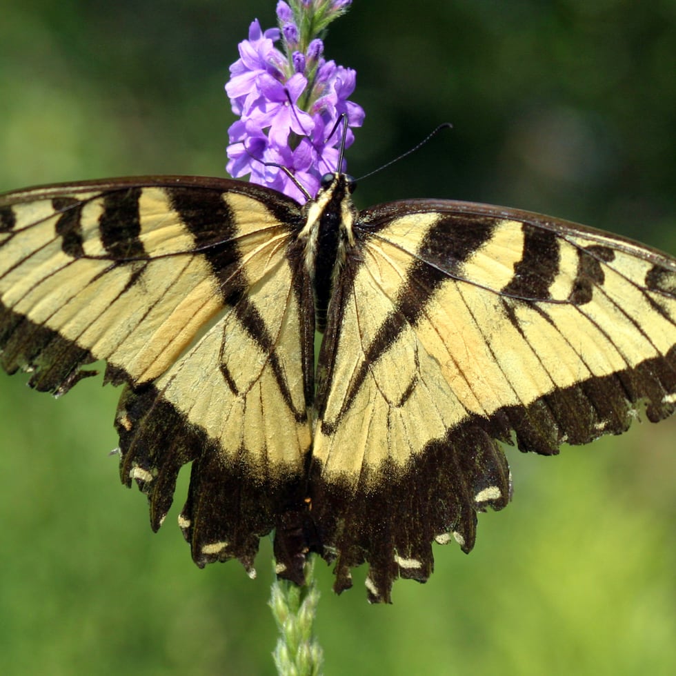 Una mariposa tigre oriental se posa en una flor en el Refugio Nacional de Vida Silvestre del Valle de Minnesota en Bloomington, Minnesota.