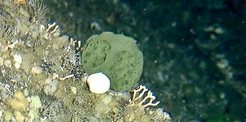 La esponja descubierta en el 2005 en Alaska. (NOAA Fisheries)