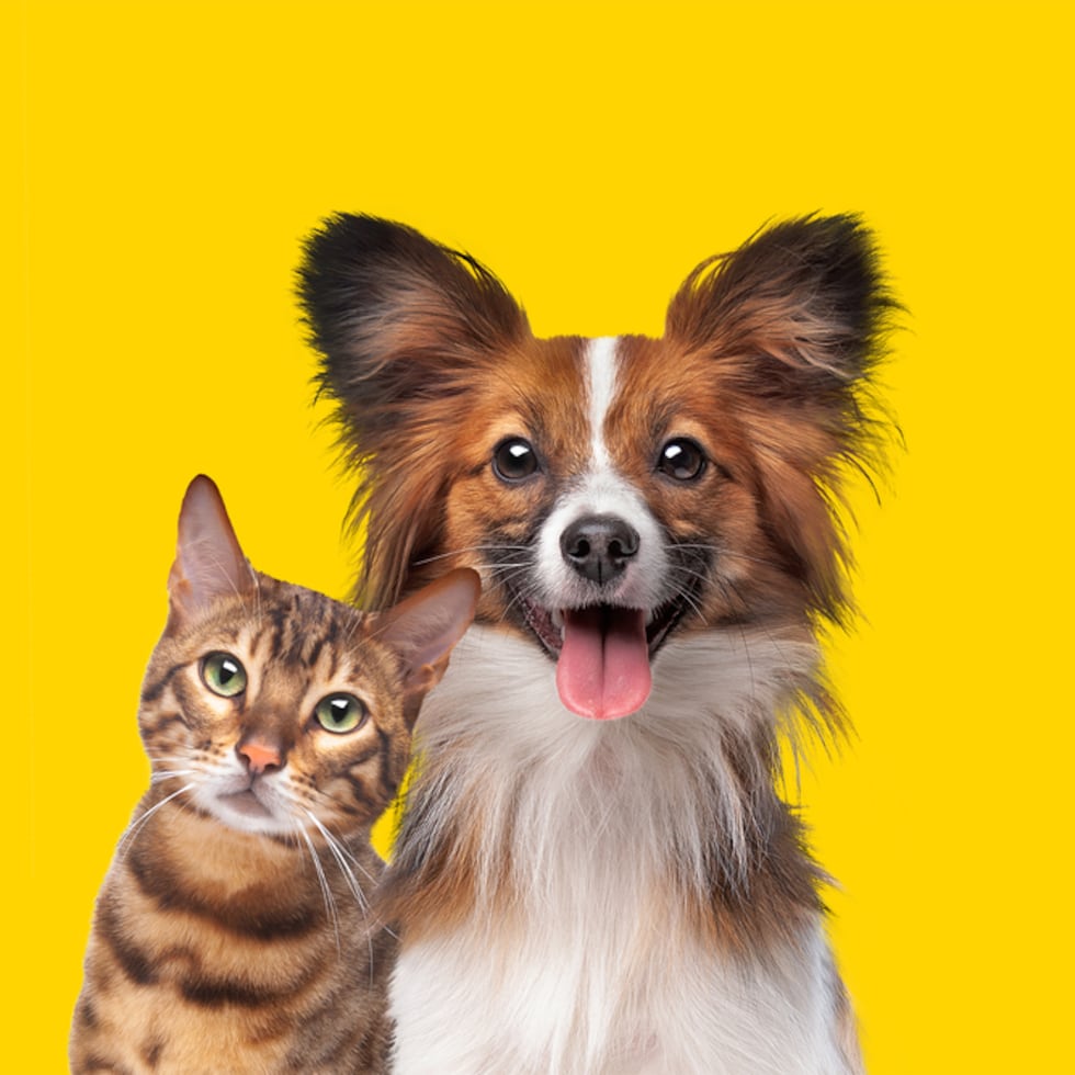 Si deseas brindarle amor y cuidado a un animalito rescatado, se invita a que que lleguen a cualquiera de los cines participantes y adopten un perro o gato.