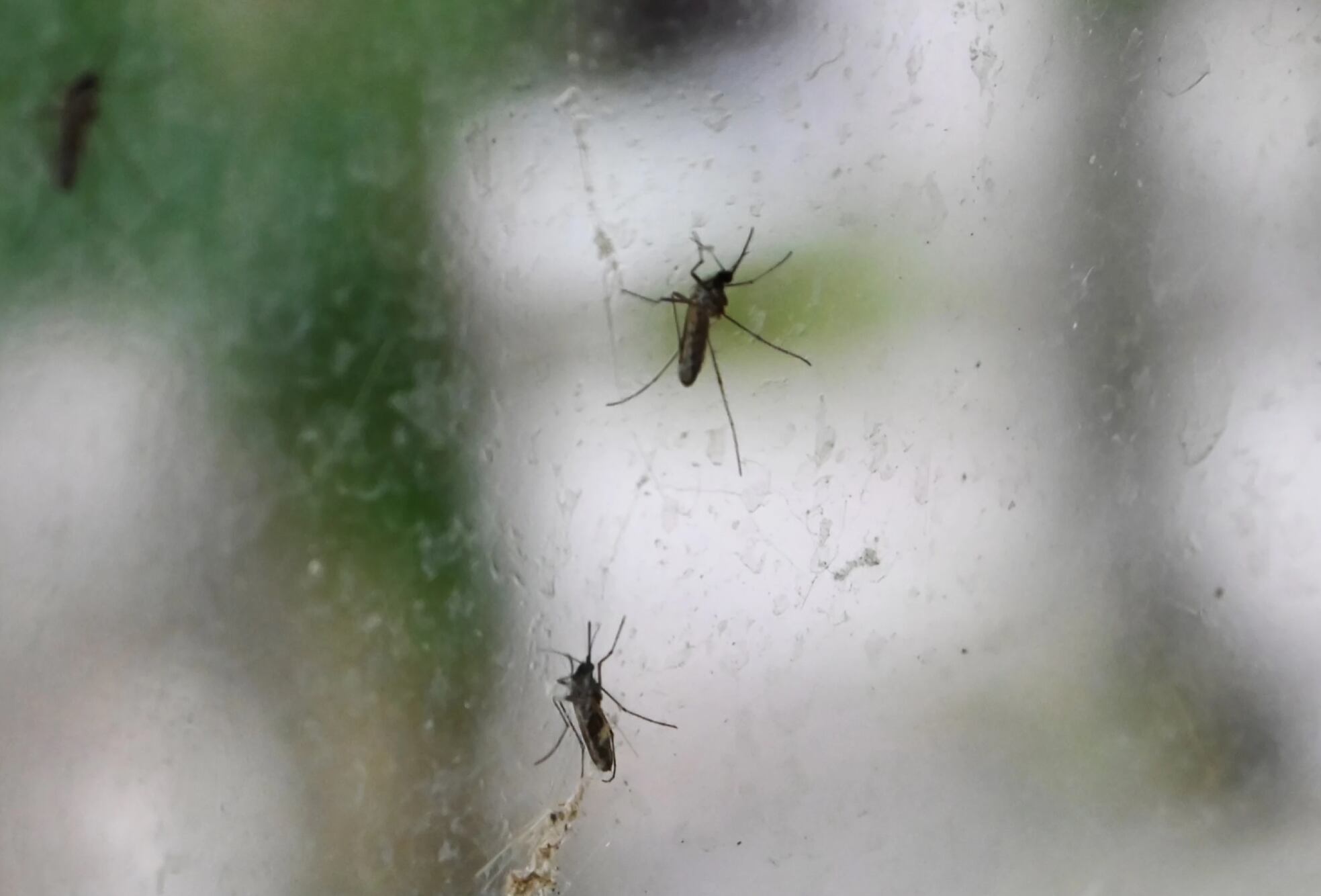 Imagen de la cobertura de: Especialistas explican por qué algunas personas atraen más a los mosquitos