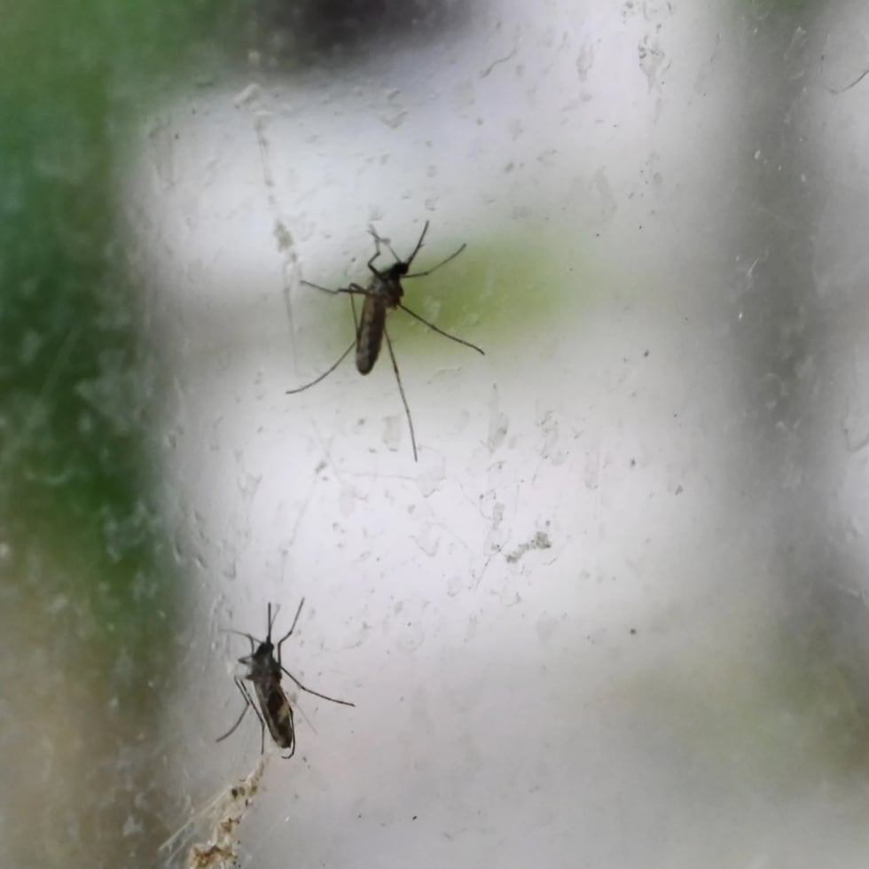La mayor cantidad de picaduras no depende de tener la sangre "dulce", sino de la combinación de sustancias químicas que libera cada persona y que los mosquitos detectan a distancia.