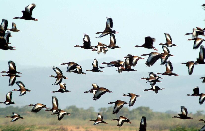 Los científicos han bautizado a este grupo de aves que rechazan la expansión urbanística como esquivas (del inglés avoiders). (Archivo/GFR)