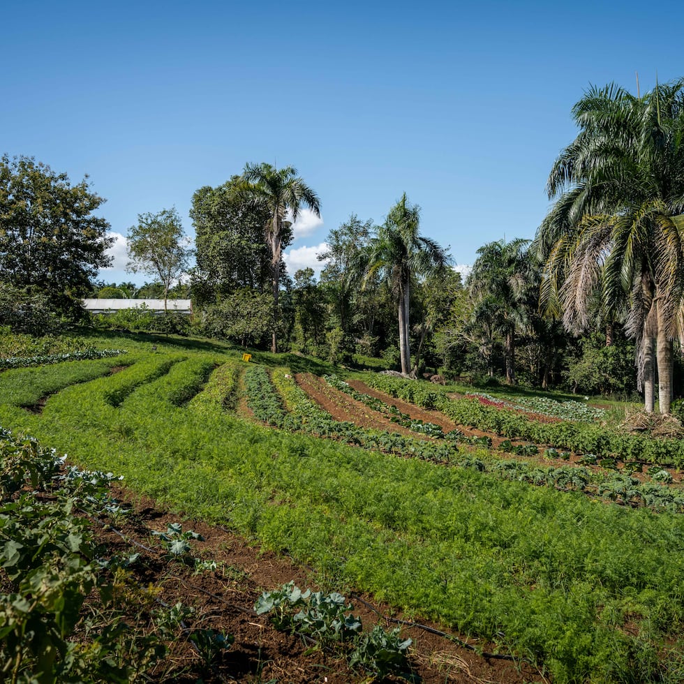 Conforme a la Ley 550-2004, Puerto Rico debe contar con no menos de 600,000 cuerdas destinadas a la producción agrícola, poco más de una cuarta parte del territorio.