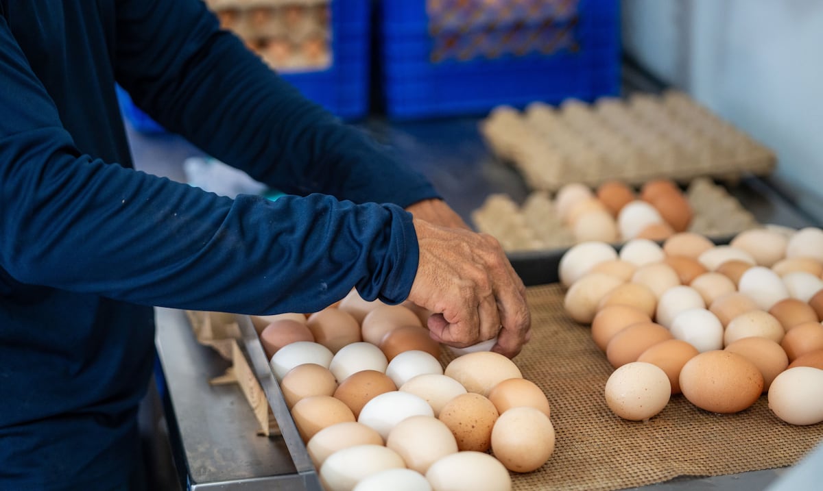 Agricultores avicultores en Puerto Rico venden a pérdida por competencia de huevos importados