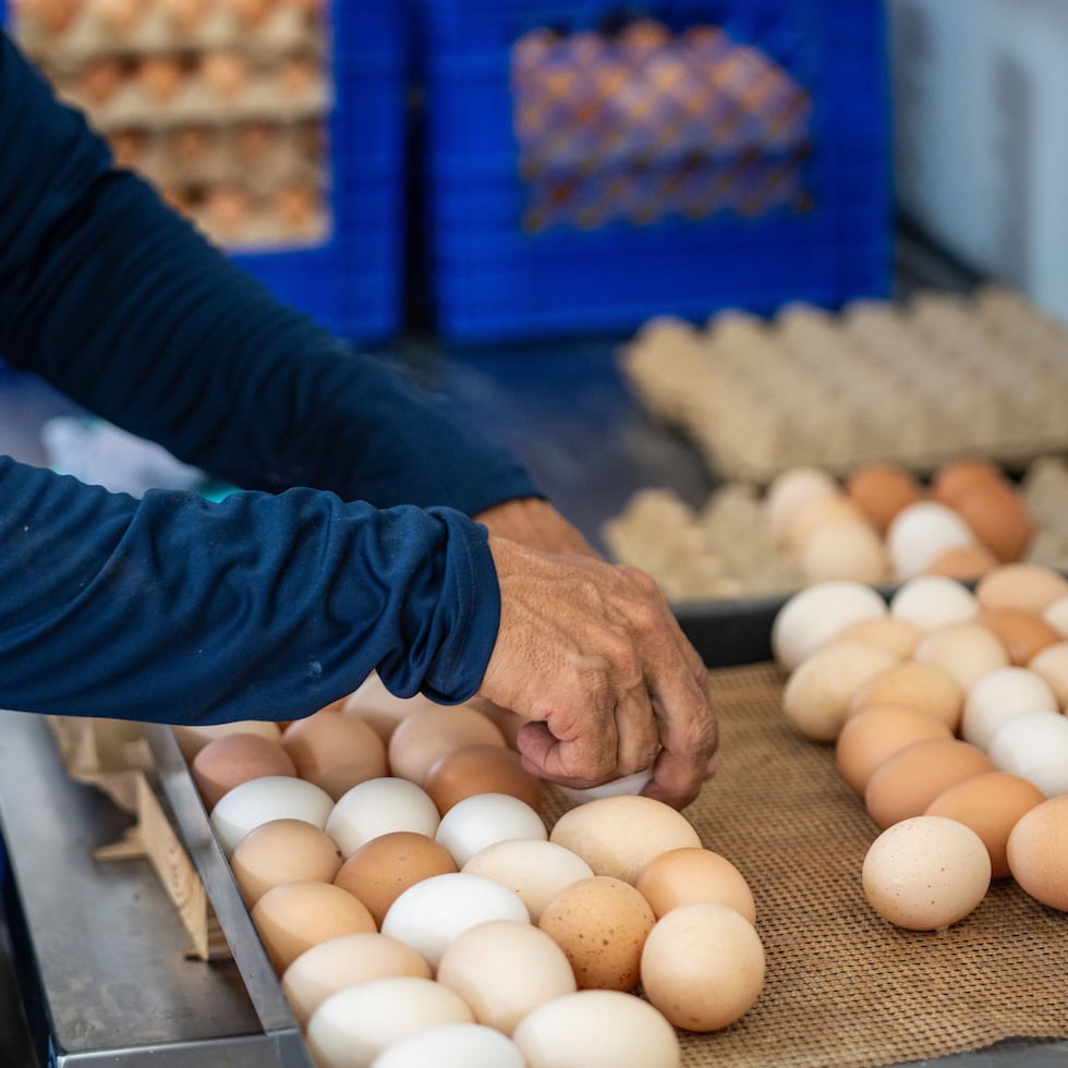 In 2009, Puerto Rico had 23 commercial egg farms, whereas today only nine are in operation.