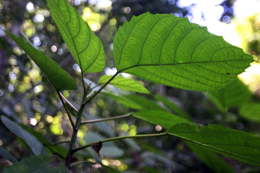 Las organizaciones ambientales se unieron a las protestas del 1 de mayo. (Archivo / GFR Media)