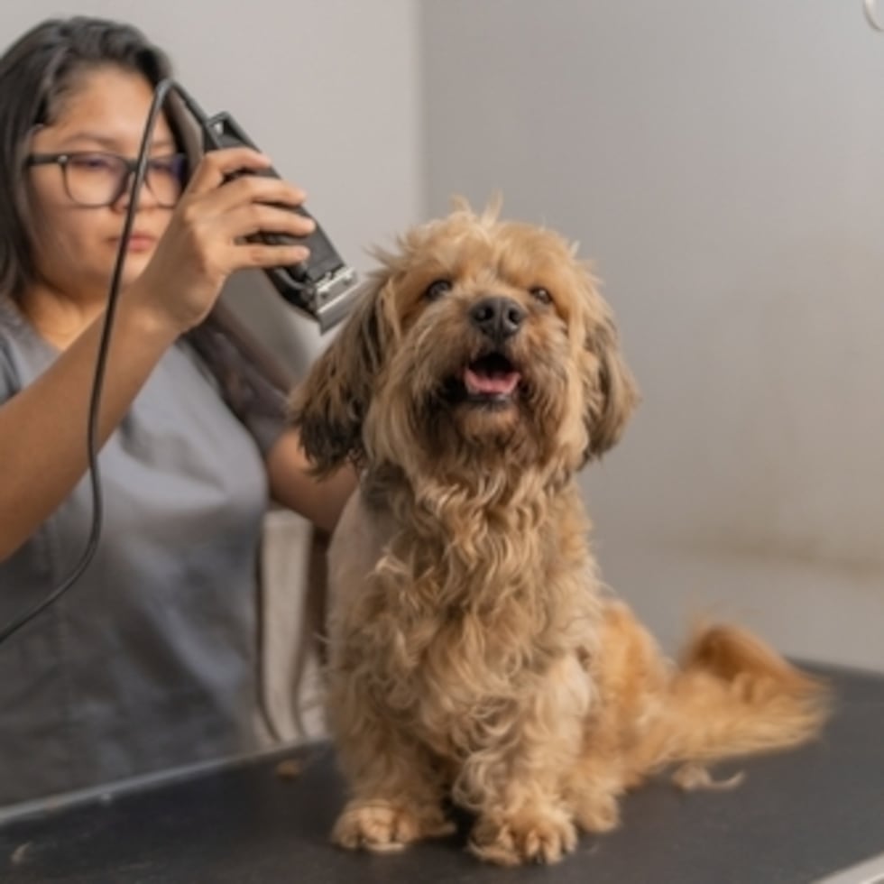 Puerto Rico no va a salir adelante solo con incentivos contributivos y reforma de permisos. Lo que sostiene o destruye una empresa de diez personas no es únicamente el costo del barril de petróleo, destaca Angelisse Sánchez.