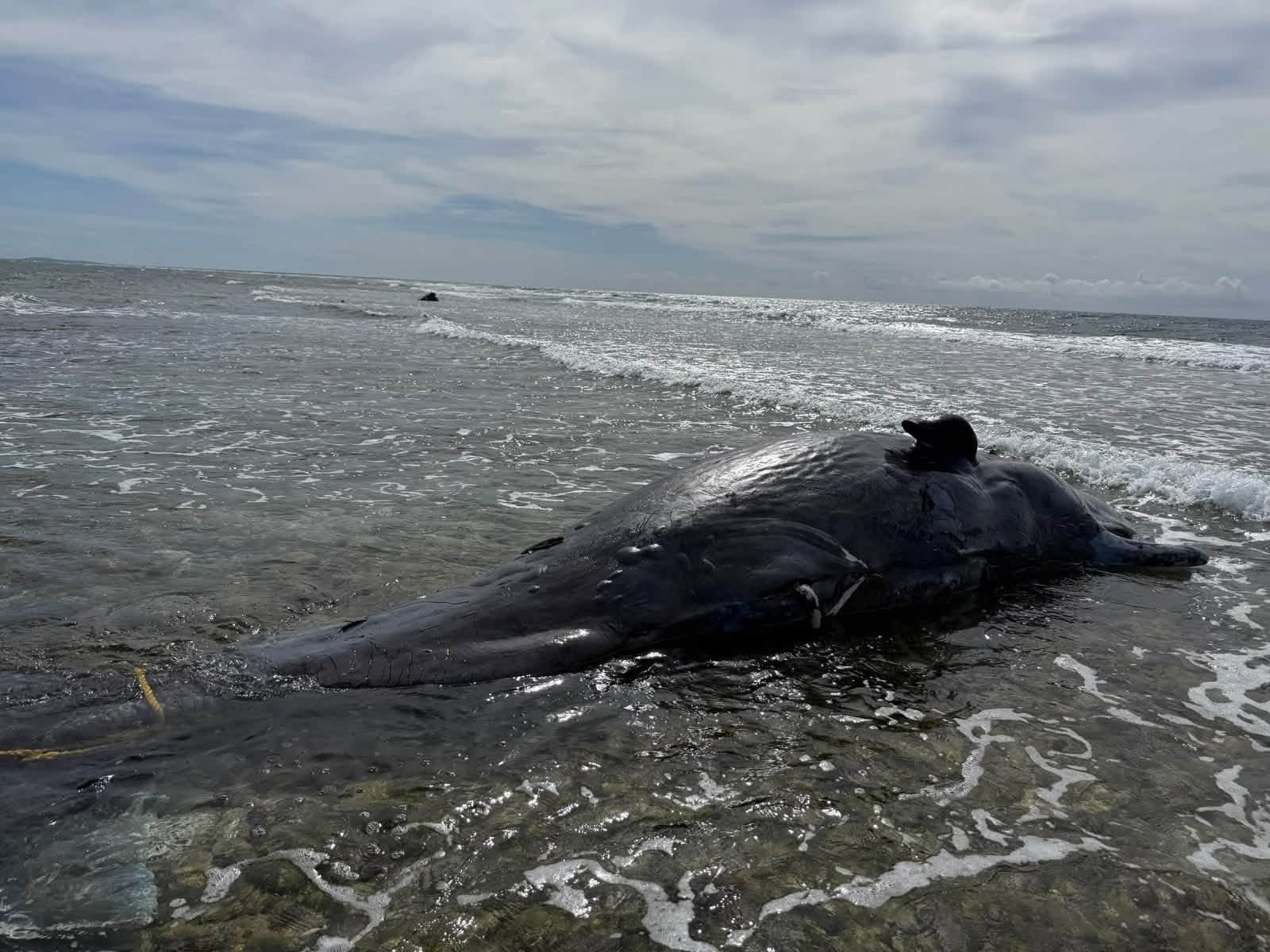 Imagen de la cobertura de: Encuentran ballena muerta en La Parguera tras un posible impacto con embarcación
