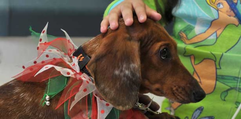 La pirotecnia es una de las mayores causas para que las mascotas se pierdan en esta temporada. (Archivo)